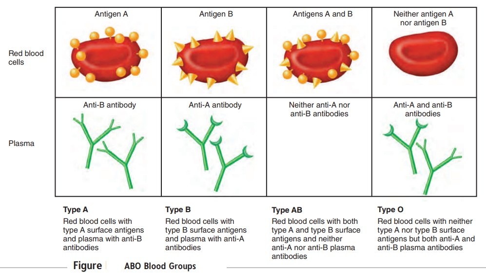 ABO Blood Group System