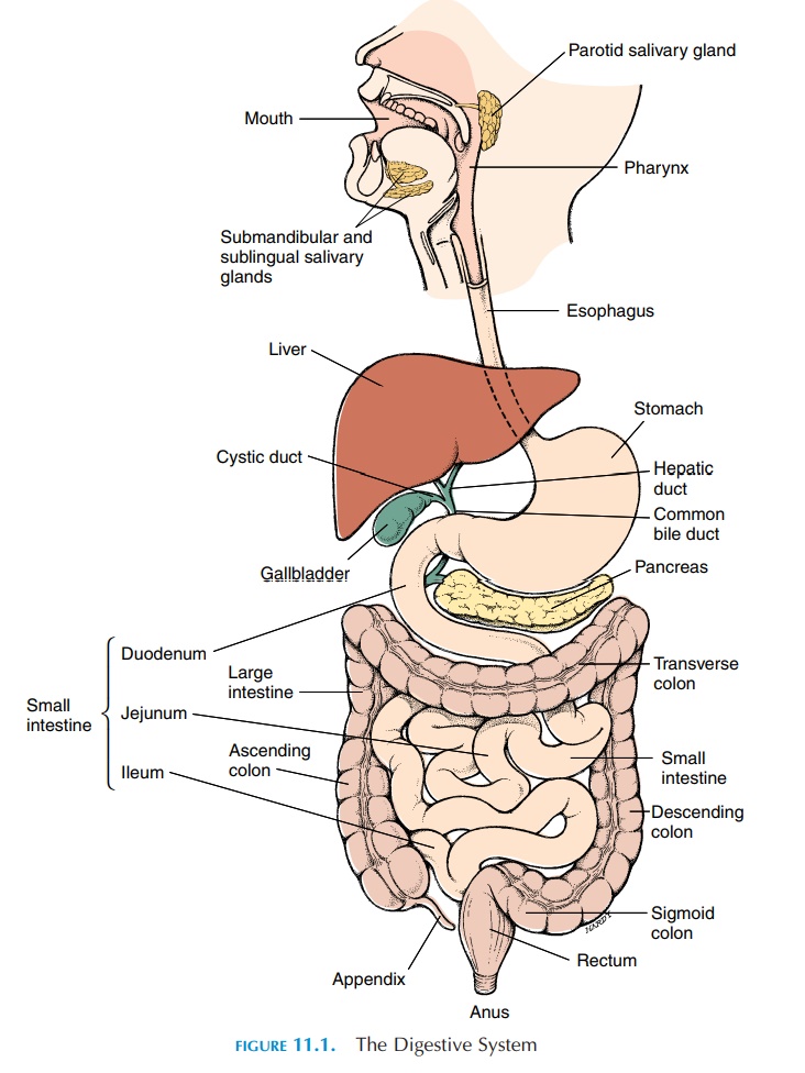 Components of the Gastrointestinal System