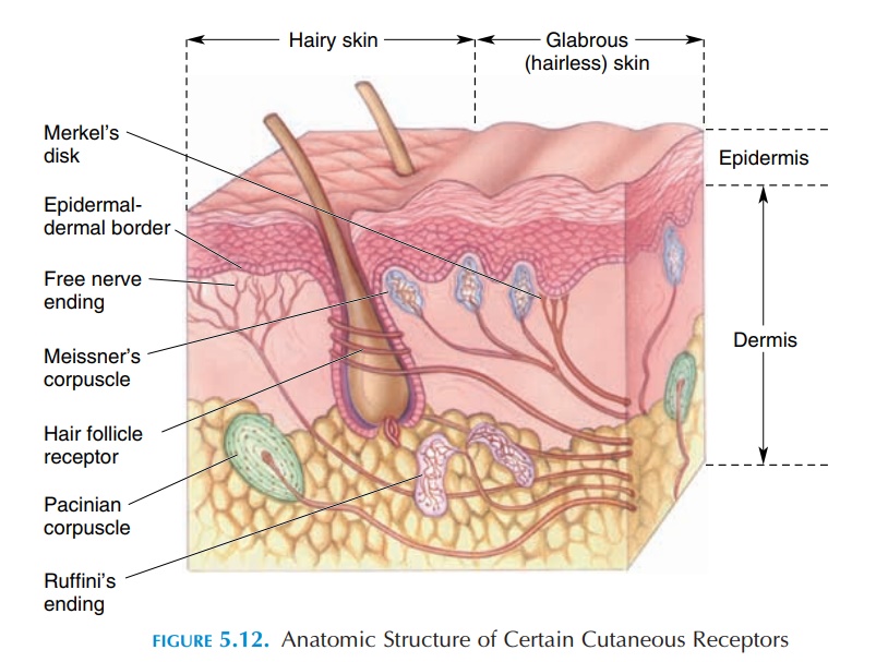 Cutaneous Receptors Sensory Nervous System