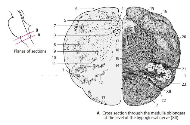 Medulla Oblongata