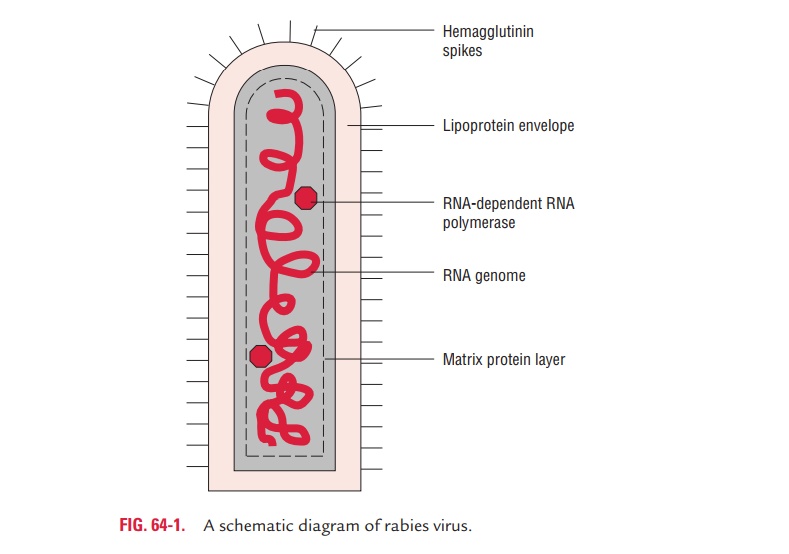 Rabies Virus: Properties of the Virus