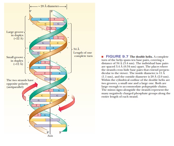Diameter Of Dna In Angstroms