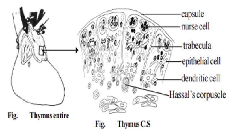 Primary Lymphoid Organ Thymus