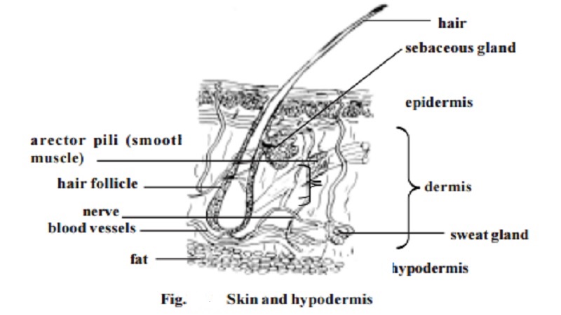 Integumentary system article