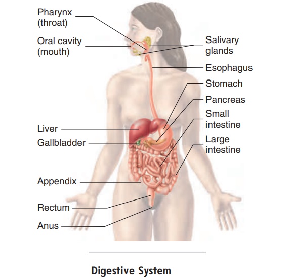 Anatomy And Histology Of The Digestive System