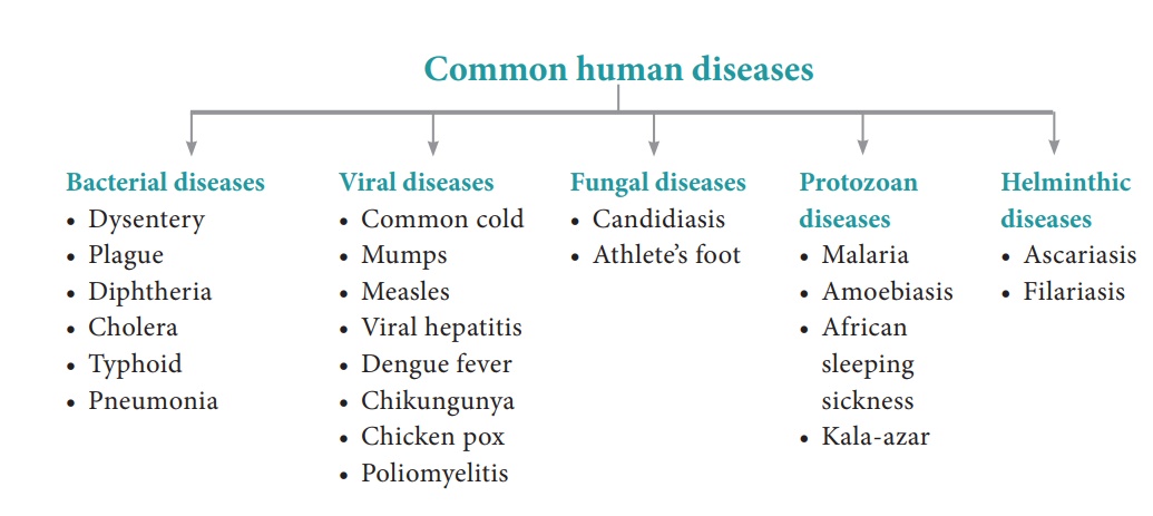 Common Diseases In Human Beings