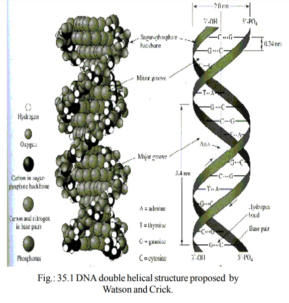 DNA Structure