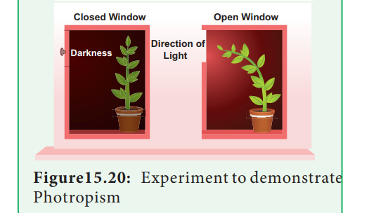 Experiment To Demonstrate Positive Phototropism In Shoot Tips