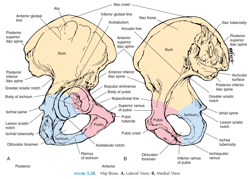 Ilium - Pelvic Girdle