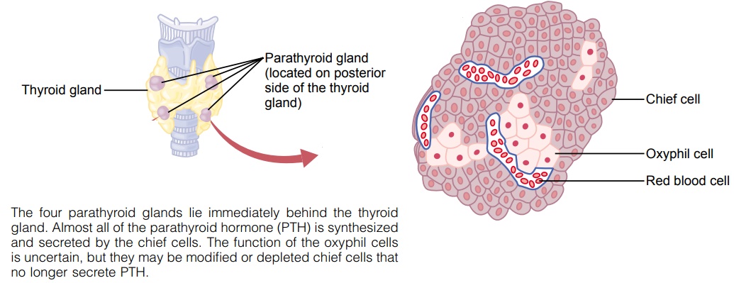 parathyroid gland hormones
