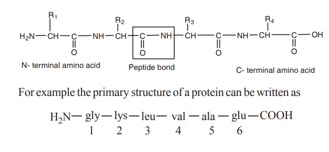 Protein Structure