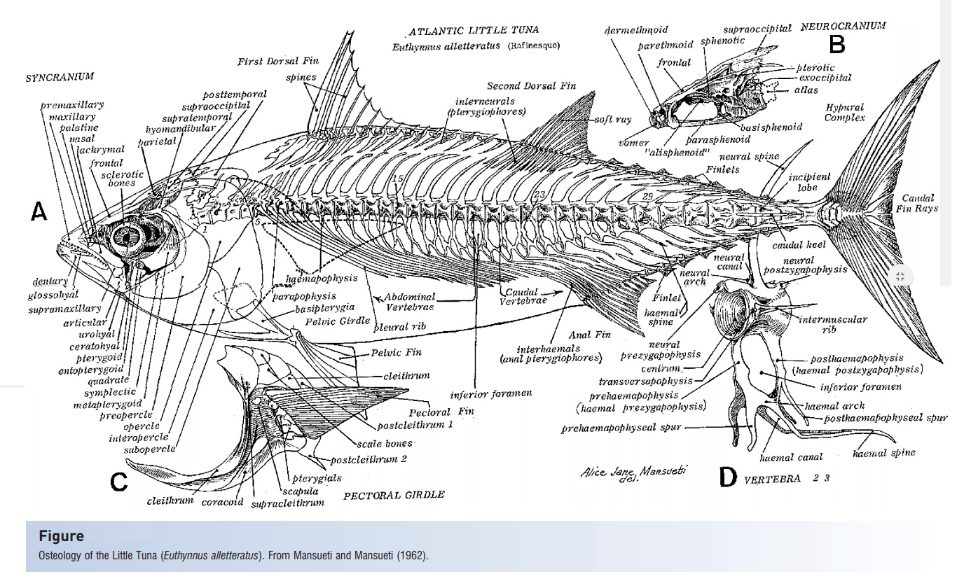 Skeleton of Fishes diagram of a cat skull 
