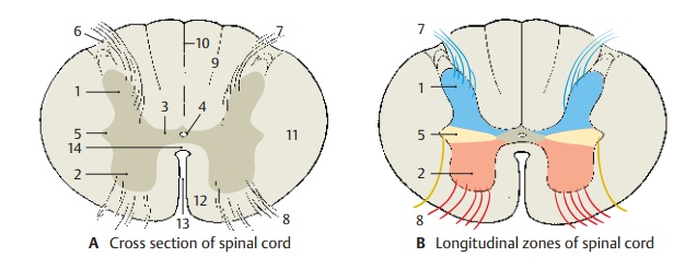 Structure of Spinal Cord
