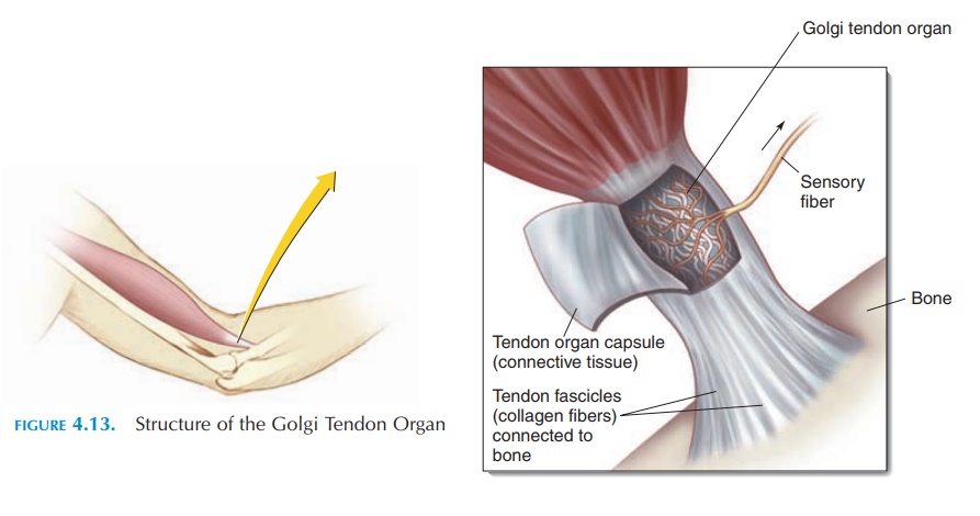 Tendon Organs