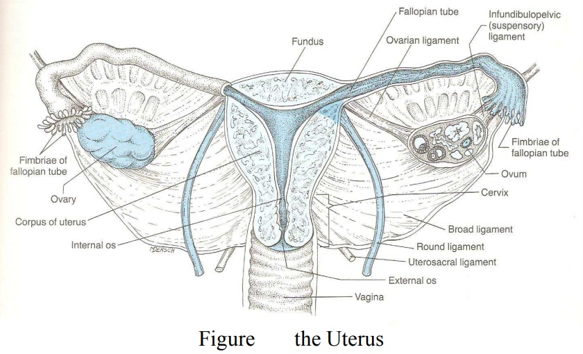 The Uterus