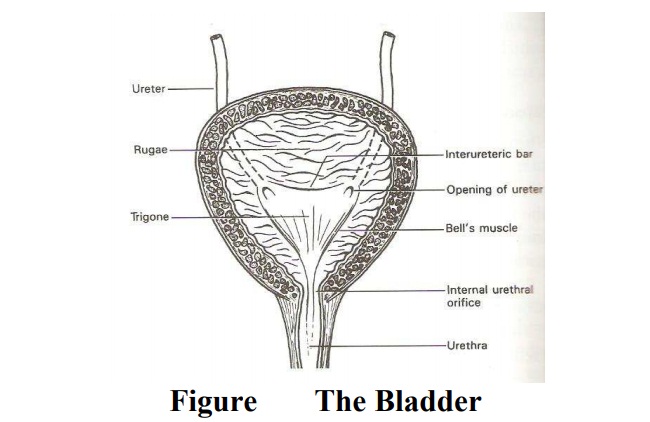 The Bladder