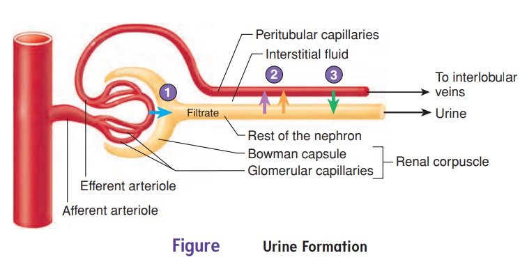 Urine Production