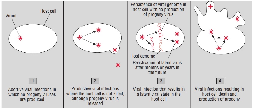 Viral Pathogenesis At The Cellular Level