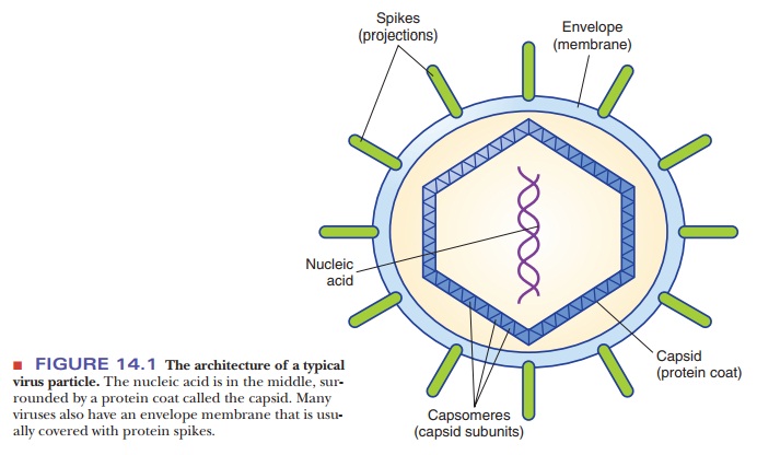 What is the structure of a virus?