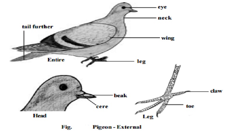 Pigeon : External features