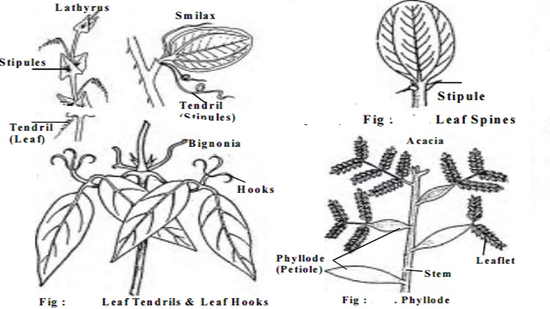 Leaf Modification