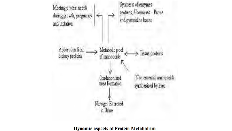 Digestion Absorption And Utilization Of Proteins